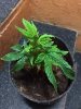IMG-20180409-WA0010.jpg