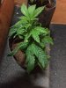 IMG-20180409-WA0013.jpg