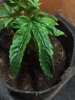 IMG-20180409-WA0020.jpg