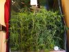 week 4  25inch hight.jpg
