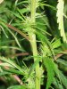week 4 close up 1.jpg