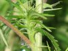 week 4 close up 2.jpg