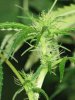 week 4 close up 3.jpg
