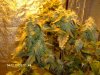 purple kush WK.5.JPG