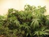 communistcannabis-albums-veggers-picture50123-img-1677.jpg