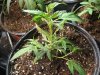 communistcannabis-albums-veggers-picture50126-img-1680.jpg