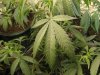 communistcannabis-albums-veggers-picture50125-img-1679.jpg
