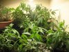 communistcannabis-albums-veggers-picture50124-img-1678.jpg