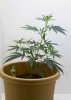 plant1.jpg