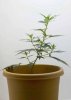 plant2.jpg