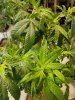 IMG-20180409-WA0003.jpg