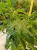 IMG-20180409-WA0004.jpg