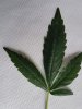 IMG-20180409-WA0008.jpg