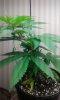 20180329_215051.jpg
