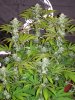 grape inferno day 35 (3).JPG