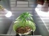 IMG_20180417_183011.jpg