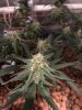 EBFAA00D-A3CE-4613-B18D-D045B1588849.jpeg