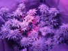 20180421_155408.jpg