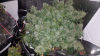 upload_2018-4-4_16-48-53.png upload_2018-4-4_16-48-53.png