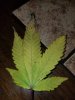 20180423_150318.jpg