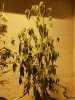 20180424_195236.jpg 20180424_195236.jpg