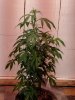 MVIMG_20180424_185318.jpg
