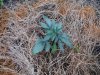 DSCF6803.JPG