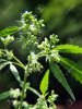84911228-pollen-sacs-of-a-male-cannabis-plant-of-the-indica-strain.jpg