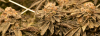 20180428-dosidos-03.png