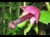 dick flower.jpg