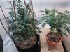GG4 and Lemon Walker Flowering.jpg
