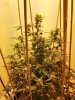 GG4 end of week 4.jpg