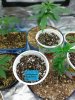 Dr.Underground Black Jesus OG seedling.jpg