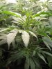 communistcannabis-albums-veggers-picture50308-img-1686.jpg