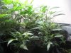 communistcannabis-albums-veggers-picture50299-img-1687.jpg