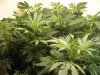 communistcannabis-albums-veggers-picture50291-img-1685.jpg