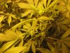 communistcannabis-albums-veggers-picture50307-img-1692.jpg