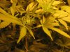 communistcannabis-albums-veggers-picture50306-img-1691.jpg