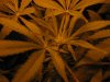 communistcannabis-albums-veggers-picture50301-img-1690.jpg