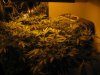 communistcannabis-albums-veggers-picture50300-img-1689.jpg