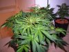 10 weeks old (flowering 1 week) - 4 colas marked.jpg