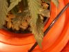 Grow 2 4 U 012.jpg