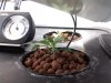 plant 1.jpg