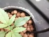 plant 4.jpg