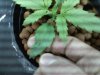plant 5.jpg