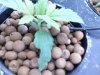 plant 6.jpg
