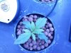 plant 7.jpg