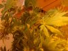 day44- leaves.jpg