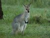 Wallaby001.jpg Wallaby001.jpg