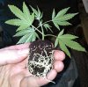 weed-clone-rapid-rooter-roots-sm.jpg